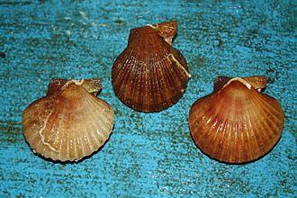 Vieiras gallegas